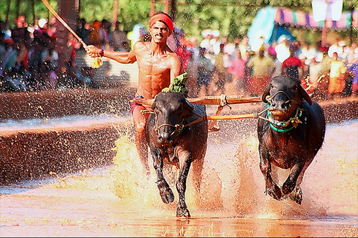 kambala race-m...